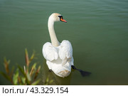 One white swan (Cygnus atratus) swimming in the lake in Russia. Стоковое фото, фотограф Татьяна Терехина / Фотобанк Лори