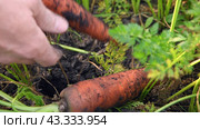 Harvesting carrots. A man pulls out a large carrot from the ground. Useful vegetable in the garden. Стоковое видео, видеограф Дмитрий Кобзев / Фотобанк Лори