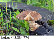 Подберёзовик обыкновенный (лат. Leccinum scabrum) Стоковое фото, фотограф Staryh Luiba / Фотобанк Лори
