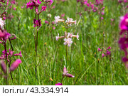 Смолка клейкая (Silene viscaria), светлая морфа. Стоковое фото, фотограф Ирина Яровая / Фотобанк Лори