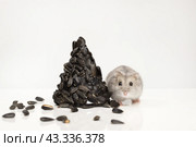 Симпатичный, маленький серый хомяк с горой семечек на белом фоне. Стоковое фото, фотограф Останина Екатерина / Фотобанк Лори
