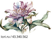 A large flower with petals of delicate pink and purple shades. The petals are curved and create a voluminous texture, and in the center of the flower numerous stamens with golden anthers and graceful pistils are visible. Around the main flower there are green leaves with natural veins, adding realism to the composition. The branches of the plant bend gracefully, creating a harmonious and dynamic image. The background is made in light pastel colors, which allows you to highlight the main elements and gives the image lightness and airiness. Стоковое AI-изображение, AI-художник Анна Кривицкая / Фотобанк Лори