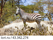 Plains zebra. Стоковое фото, фотограф Art Konovalov / Фотобанк Лори