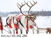 Domestic reindeer. Стоковое фото, фотограф Art Konovalov / Фотобанк Лори