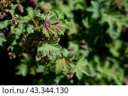 Leaf of red currant bush infected with pests - gallic aphid (Capitophorus ribis, Aphidoidea). Aphids absorb the sap of the plant, the leaves deform, reddish-brown spots form on the leaves. Plant pests. Стоковое фото, фотограф Вербицкая Светлана / Фотобанк Лори