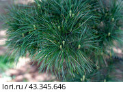 Pinus koraiensis siebold or Korean pine close up, russian far east. Стоковое фото, фотограф Татьяна Терехина / Фотобанк Лори