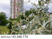 Лох узколи́стный (лат. Elaeágnus angustifólia) после дождя. Стоковое фото, фотограф Андрей Иванов / Фотобанк Лори