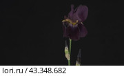 Панорама цветка фиолетового ириса. Крупный план. Выделенный на черном фоне. Panorama of purple iris flower. Close-up. Isolated on black background. Стоковое видео, видеограф Александр Собко / Фотобанк Лори