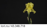 Панорама цветка желтого ириса. Крупный план. Выделенный на черном фоне. Panorama of yellow iris flower. Close-up. Isolated on black background. Стоковое видео, видеограф Александр Собко / Фотобанк Лори
