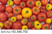 Переворачивает горку помидоров в капельках росы. Вид сверху. Rotating a pile of tomatoes in drops of dew. View from above. Стоковое видео, видеограф Александр Собко / Фотобанк Лори