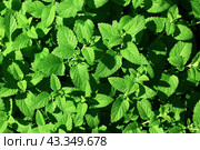 Melissa plant. Lemon balm in the garden. Countryside nature. Organic agriculture. Herb plant in the wild nature. flavor. Стоковое фото, фотограф Есич Елена / Фотобанк Лори