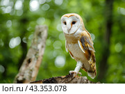 Амбарная сова (Tyto alba) Стоковое AI-изображение, AI-художник Щеголева Ольга / Фотобанк Лори