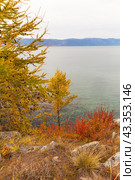 Baikal Lake on autumn day. Yellowed larch trees an red bushes on rocky coast of Olkhon Island in October. Scenic autumn landscape. Nature background. Traveling, hiking and outdoor recreation. Стоковое фото, фотограф Виктория Катьянова / Фотобанк Лори