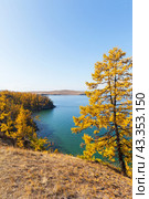 Autumn natural background with bright orange larch tree against backdrop of blue water of Baikal Lake on sunny October day. View from Cape Budun Olkhon Island to Small Sea. Scenic Autumn landscape. Стоковое фото, фотограф Виктория Катьянова / Фотобанк Лори