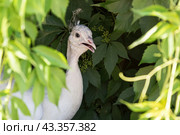 Белый Павлин спасается от жаркого солнца в тени кустов.   Portrait of a white peacock. Стоковое фото, фотограф Лариса Гордеева / Фотобанк Лори
