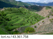 Зеленые земледельческие террасы в горах Дагестана (2024 год). Стоковое фото, фотограф Анна Карасева / Фотобанк Лори