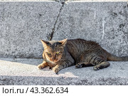 A gray angry serious cat on a stone bench in the park basks in the sun, close-up. Homeless animals. Стоковое фото, фотограф Коханова Наталья / Фотобанк Лори
