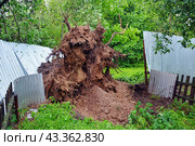 Корни сосны, упавшей после шторма и сломавшей забор на дачном участке (2020 год). Стоковое фото, фотограф Александр Замараев / Фотобанк Лори