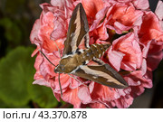 The bedstraw hawk-moth (Hyles gallii) belongs to the hawk moth family (Sphingidae). It can be encountered both at night and during the day. Стоковое фото, фотограф Андрей Жигальцов / Фотобанк Лори