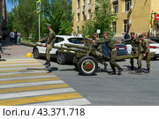 Артиллеристы салютного дивизиона катят вручную по улице 76мм дивизионную пушку ЗИС-3. Волгоград, улица Мира, Россия (2024 год). Редакционное фото, фотограф Андрей Цыганков / Фотобанк Лори