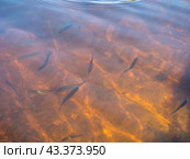 Flock of rudd. Стоковое фото, фотограф Argument / Фотобанк Лори