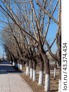 Tree trunks treated with insect lime. Стоковое фото, фотограф Евгений Ткачёв / Фотобанк Лори