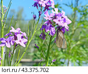 Вечерница, гесперис, ночная фиалка (лат. Hesperis от др.-греч. ἑσπέρος — вечер) — средиземноморско-среднеазиатский род двулетних и многолетних травянистых растений семейства Капустные (Brassicaceae). Популярное декоративное садовое растение. Стоковое фото, фотограф Сергей Елизарьев / Фотобанк Лори
