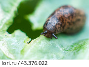 Сетчатый слизень ест капусту (Deroceras sturangi, Deroceras agreste, Deroceras reticulatum) Стоковое фото, фотограф Ольга Визави / Фотобанк Лори