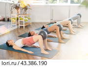 Together with students, she lies on mat, holds fitball between knees and raises and lowers buttocks. Стоковое фото, фотограф Яков Филимонов / Фотобанк Лори