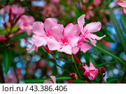 Close-up blossoming of oleander flowers in the spring. Стоковое фото, фотограф Яков Филимонов / Фотобанк Лори
