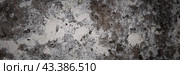 Peeling paint on the wall. Panorama of a concrete wall with old cracked flaking paint. Weathered rough painted surface with patterns of cracks and peeling. Wide panoramic texture for grunge background. Стоковое фото, фотограф Андрей Степанов / Фотобанк Лори