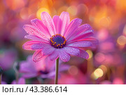 Close-up of a pink-violet gerbera flower with dew drops on the petals. The background of the image is blurred, with bright shades of orange, pink and purple creating a bokeh effect. Drops of dew on the petals give the flower a fresh and vibrant look. The central part of the flower is distinguished by bright purple and yellow stamens. The general mood of the picture is spring, joyful and rich in the colors of nature. Стоковое AI-изображение, AI-художник Анна Кривицкая / Фотобанк Лори