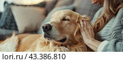 The retriever squints with pleasure in the hands of the young mistress. The concept of home comfort. Стоковое AI-изображение, AI-художник Ярославский Максим / Фотобанк Лори