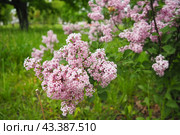 Beautiful inflorescences of pink lilac on branch in the city park of Warsaw, Poland. Beautiful flowering flowers of lilac tree Syringa vulgaris. Spring blossom. Syringa plant olive family or Oleaceae. Стоковое фото, фотограф Юлия Петровская / Фотобанк Лори