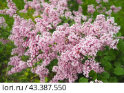 Beautiful inflorescences of pink lilac on branch in the city park of Warsaw, Poland. Beautiful flowering flowers of lilac tree Syringa vulgaris. Spring blossom. Syringa plant olive family or Oleaceae. Стоковое фото, фотограф Юлия Петровская / Фотобанк Лори