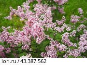 Beautiful inflorescences of pink lilac on branch in the city park of Warsaw, Poland. Beautiful flowering flowers of lilac tree Syringa vulgaris. Spring blossom. Syringa plant olive family or Oleaceae. Стоковое фото, фотограф Юлия Петровская / Фотобанк Лори