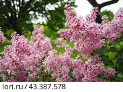 Beautiful inflorescences of pink lilac on branch in the city park of Warsaw, Poland. Beautiful flowering flowers of lilac tree Syringa vulgaris. Spring blossom. Syringa plant olive family or Oleaceae. Стоковое фото, фотограф Юлия Петровская / Фотобанк Лори