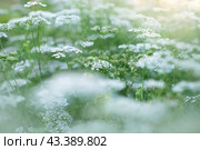 Сельскохозяйственная культура в цвету на рассвете. Стоковое фото, фотограф RF / Фотобанк Лори