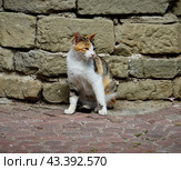 Уличная кошка. Стоковое фото, фотограф Ави Христова / Фотобанк Лори