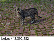 Уличная кошка на красной брусчатке. Стоковое фото, фотограф Ави Христова / Фотобанк Лори