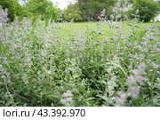 Nepeta faassenii, flowering plant catmint and Faassen's catnip. Parent species are Nepeta racemosa and Nepeta nepetella. Small showy, abundant, two-lipped, trumpet-shaped, soft lavender flowers. Стоковое фото, фотограф Юлия Петровская / Фотобанк Лори
