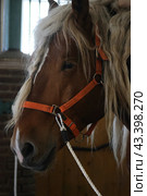 The horse in the stable at the stable in the Ethno-cultural tourist complex "Nanosy Rest" is equipped for performance (2024 год). Редакционное фото, фотограф Vadzim Yakubovich / Фотобанк Лори