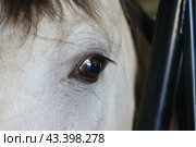 The horse in the stable at the stable in the Ethno-cultural tourist complex "Nanosy Rest" is equipped for performance (2024 год). Редакционное фото, фотограф Vadzim Yakubovich / Фотобанк Лори