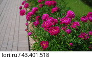Pink peony growing, blurred leaves background. Gently fresh flower bush. Gardening, landscaping. Plant Nurse Ad. Backdrop for product promote. Flower shop. Green home garden. Landscape design. Path. Стоковое видео, видеограф Марина Демидюк / Фотобанк Лори