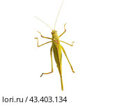 Большой зеленый кузнечик на белом фоне. Green grasshopper on a white background. Стоковое фото, фотограф Татьяна Д / Фотобанк Лори