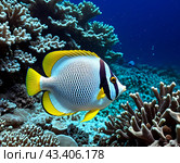 Яркий тропический мир кораллового рифа. The vibrant tropical world of the coral reef. Стоковое AI-изображение, AI-художник Гер Олег / Фотобанк Лори