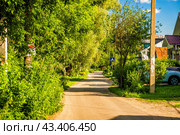 Дорога в деревне вдоль зарослей и домов (2024 год). Стоковое фото, фотограф Илья Старков / Фотобанк Лори