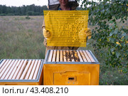 A beekeeper, a woman in a protective suit against bee stings, installs a separation grate in the hive. Beekeeping, care of the hive. Стоковое фото, фотограф Ольга Симонова / Фотобанк Лори