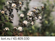 Viburnum pemphigus (Physocarpus opulifolius). A shrub blooming with small white flowers. Стоковое фото, фотограф Photojuli / Фотобанк Лори