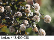 Viburnum pemphigus (Physocarpus opulifolius). A shrub blooming with small white flowers. Стоковое фото, фотограф Photojuli / Фотобанк Лори